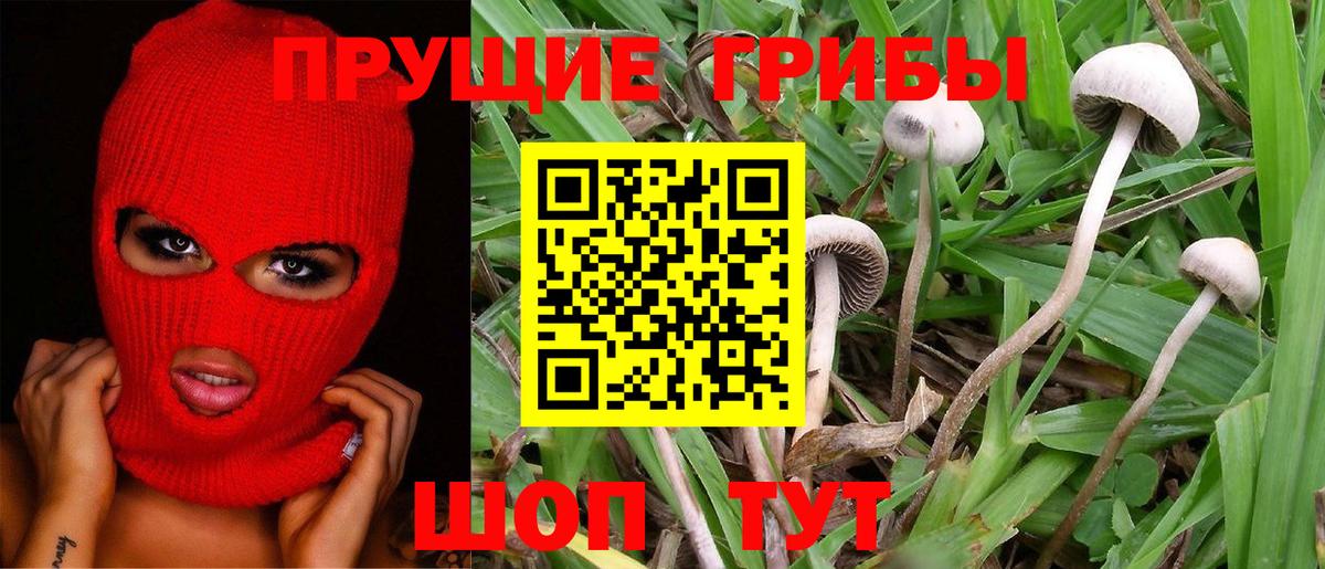 Кимовск  Псилоцибиновые грибы Psilocybe  Вход с VPN 